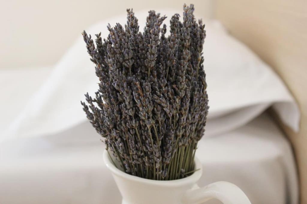 Lavandula Ring Tiran Dış mekan fotoğraf